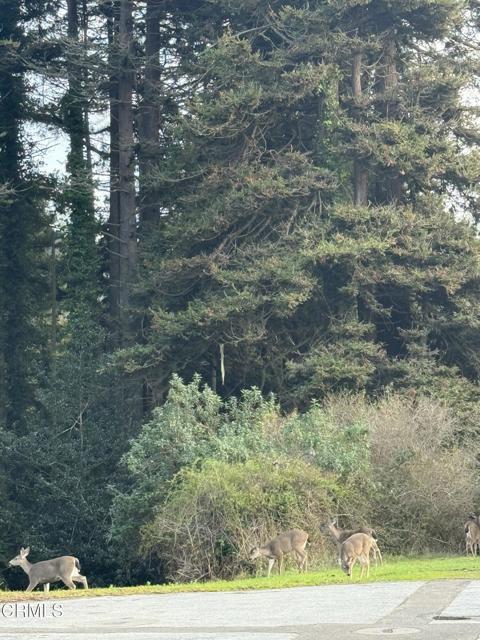 596 S Sanderson Way, Fort Bragg CA: https://media.crmls.org/mediaz/313eafdc-4aed-4922-8c93-d7c0fc18e367.jpg