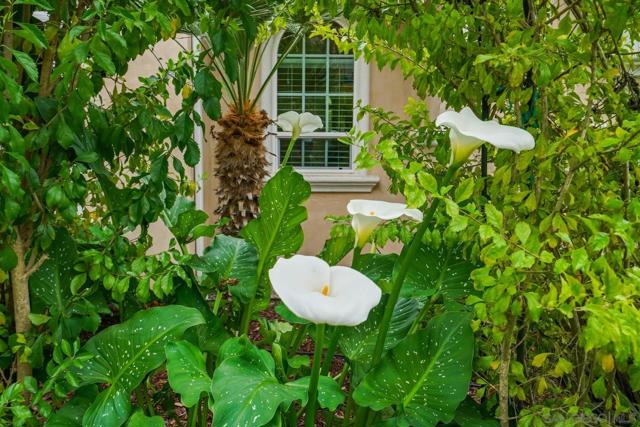 2224 Dos Lomas, Fallbrook CA: https://media.crmls.org/mediaz/3142d695-bc91-4d25-b17a-04e2f509d7b6.jpg