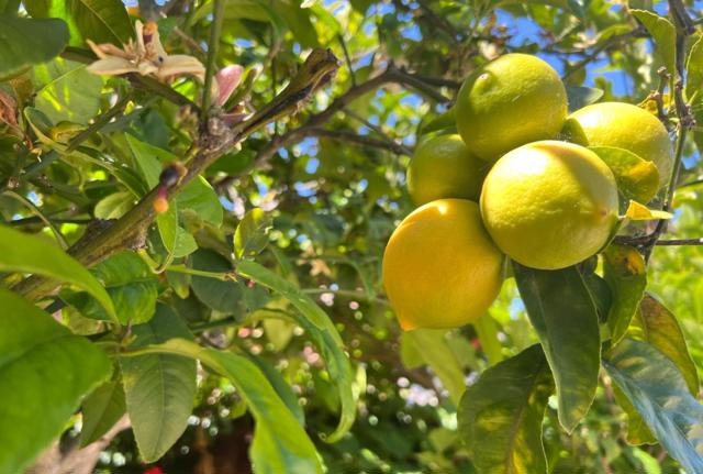 542 English Avenue, Monterey CA: https://media.crmls.org/mediaz/3154609f-10bb-435d-a3a7-edb5a9482d4c.jpg