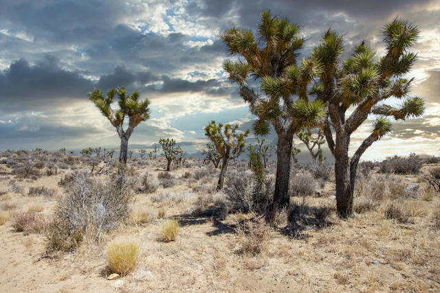 112 Angel View Road, Pioneertown CA: https://media.crmls.org/mediaz/31765992-eb79-49ed-8d13-90259e1bfb89.jpg