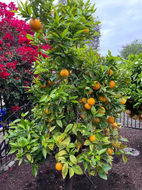 Detail Gallery Image 47 of 59 For 2070 Tiffany Dr, Oceanside,  CA 92056 - 4 Beds | 2/1 Baths