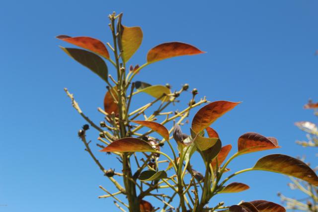 Detail Gallery Image 19 of 33 For 0 Camulos St, Piru,  CA 93040 - – Beds | – Baths