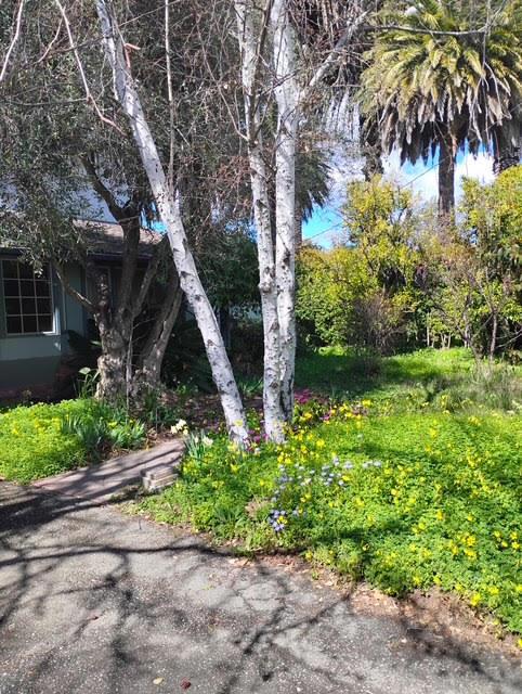 1280 Grant Road, Los Altos CA: https://media.crmls.org/mediaz/31e65094-d998-4138-917d-036cb8b735dc.jpg