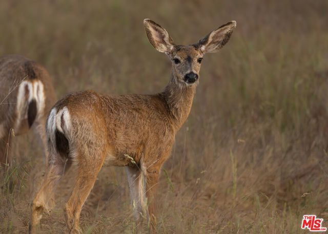 41924 Patrick Ave, Coarsegold CA: https://media.crmls.org/mediaz/31f25253-b9fa-4211-b755-748a8489abab.jpg