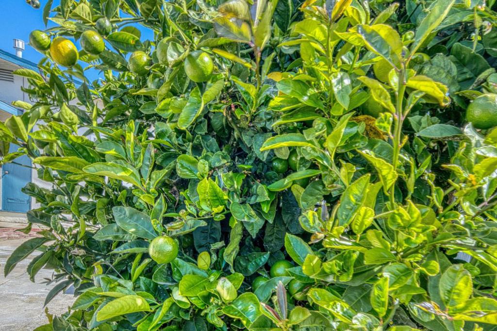 https://media.crmls.org/mediaz/320598ea-bb9d-4287-818f-6e8884f4e0f9.jpg?preset=X-Large