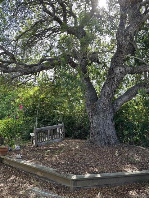 The back yard vegetation is overgrown, but slopes away to the southwest.  Lots of potential for a viewing deck. Great shady tree!