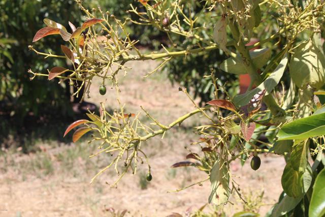 Detail Gallery Image 18 of 33 For 0 Camulos St, Piru,  CA 93040 - – Beds | – Baths