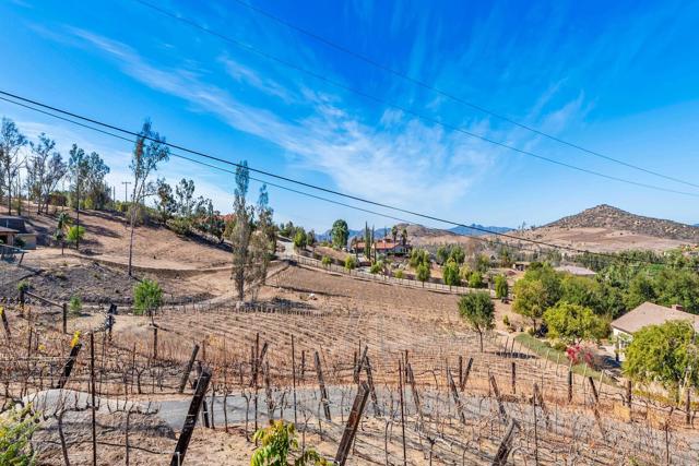 View of grape vines