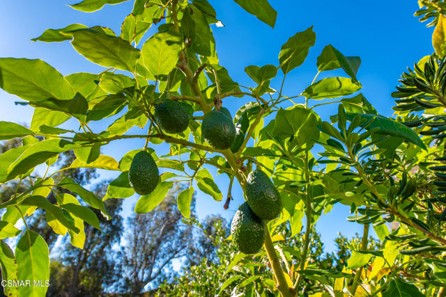 952 Carefree Drive, Simi Valley CA: https://media.crmls.org/mediaz/33a2b096-8d63-480f-8886-e2d34d897dde.jpg