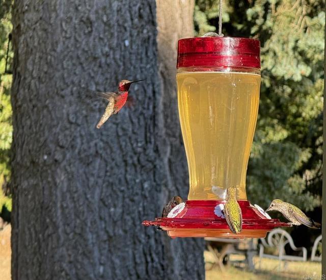 Detail Gallery Image 64 of 75 For 3413 Fern Meadow Rd, Palomar Mountain,  CA 92060 - 3 Beds | 3/1 Baths