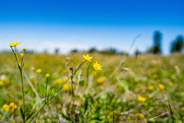 3510 Deer Lake Park Road, Julian CA: https://media.crmls.org/mediaz/3401c773-6368-4e63-a7d7-30174d8357c1.jpg