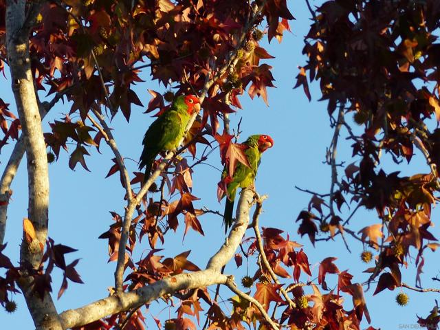 4744 Resmar Rd, La Mesa CA: https://media.crmls.org/mediaz/3580614d-b784-4c1e-8b8a-dd1807fc036e.jpg