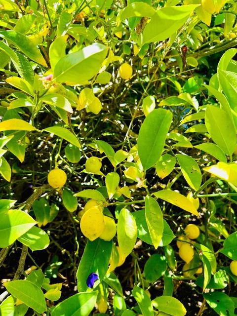 Image 12 of 24 For 520 Redwood Road