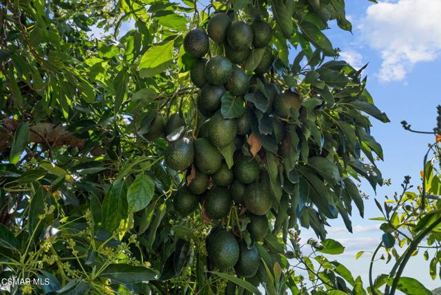 5682 Pine Grove Road, Santa Paula CA: https://media.crmls.org/mediaz/35ad2db1-9356-4310-86b5-e415d700364f.jpg