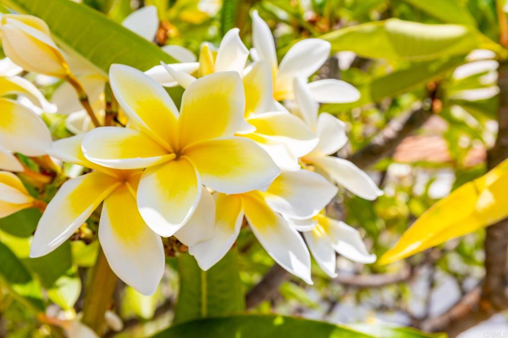 MLS #PTP2508128 image #27