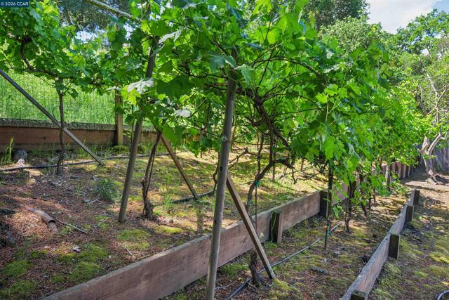 3231 Camino Colorados, Lafayette CA: https://media.crmls.org/mediaz/35f1ea33-dcb6-4a34-a543-6ef7dca6ee48.jpg