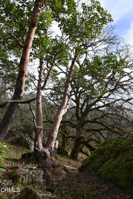 Detail Gallery Image 58 of 59 For 24051 Fig Tree Ln, Yorkville,  CA 95494 - – Beds | – Baths