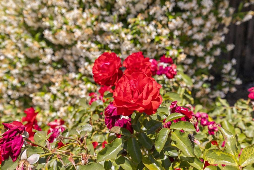 https://media.crmls.org/mediaz/36906898-baa2-42f4-8211-4a4c985eb355.jpg?preset=X-Large