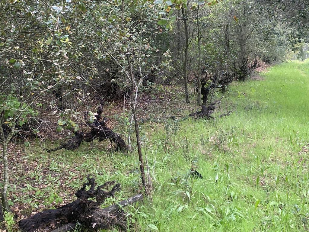 MLS #ML82003363 img 4