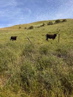 MLS #ML82051786 image #39