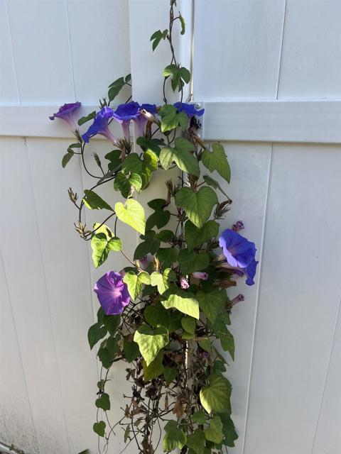 Detail Gallery Image 46 of 53 For 200 N El Camino Real #150,  Oceanside,  CA 92058 - 3 Beds | 2 Baths