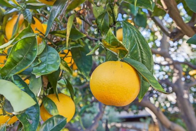 Detail Gallery Image 46 of 54 For 3146 Strathmore Dr, Ventura,  CA 93003 - 4 Beds | 2 Baths