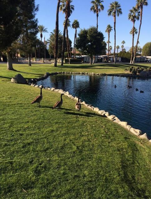 234 Settles Drive, Cathedral City CA: https://media.crmls.org/mediaz/386486a6-1445-4f99-b68d-57c5294b8c85.jpg