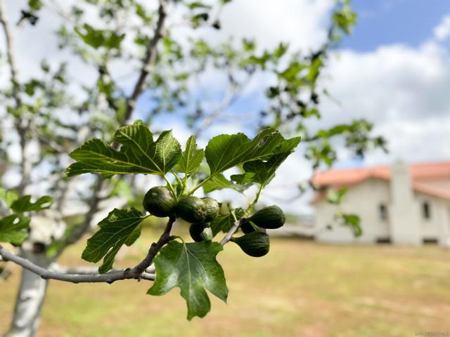 Plum trees