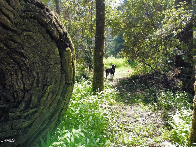 Detail Gallery Image 22 of 23 For 44551 Raven Ln, Mendocino,  CA 95460 - – Beds | – Baths