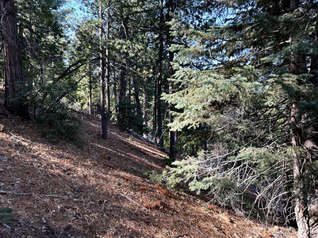 0 Green Craig, Idyllwild CA: https://media.crmls.org/mediaz/397e757b-b5e3-4cb0-aa6e-0314627e248a.jpg