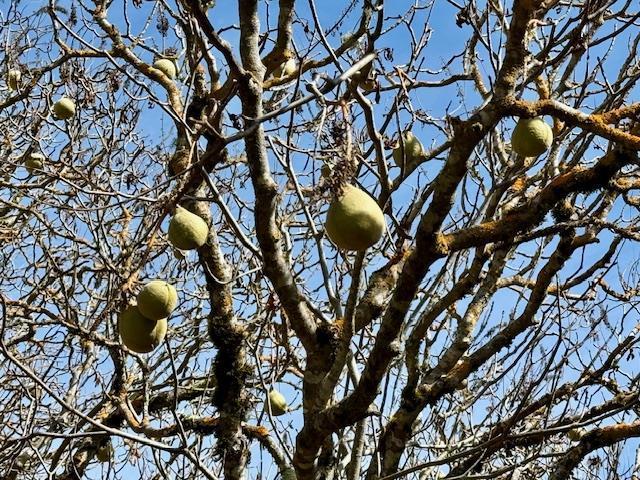 7175 Redwood Retreat Road, Gilroy CA: https://media.crmls.org/mediaz/398ebd72-a039-444c-b348-ecce40cc823e.jpg