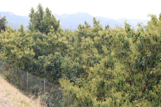 Detail Gallery Image 6 of 33 For 0 Camulos St, Piru,  CA 93040 - – Beds | – Baths