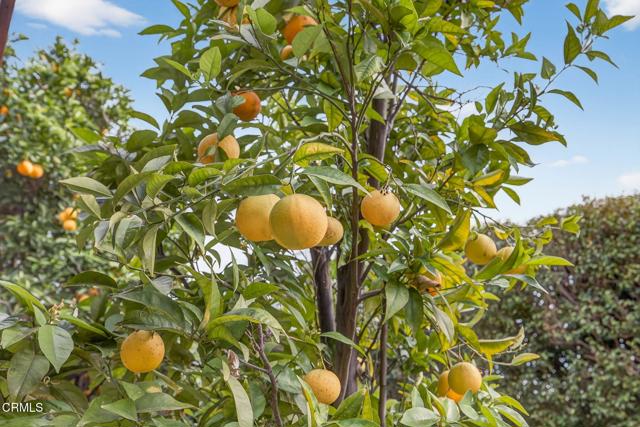 Detail Gallery Image 40 of 58 For 1736 Marisol Dr, Ventura,  CA 93001 - 4 Beds | 3/1 Baths