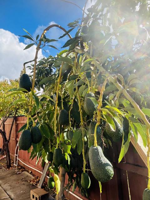 3455 CUESTA Drive, San Jose CA: https://media.crmls.org/mediaz/3b3e869c-0034-49ee-b549-749e243d9c58.jpg