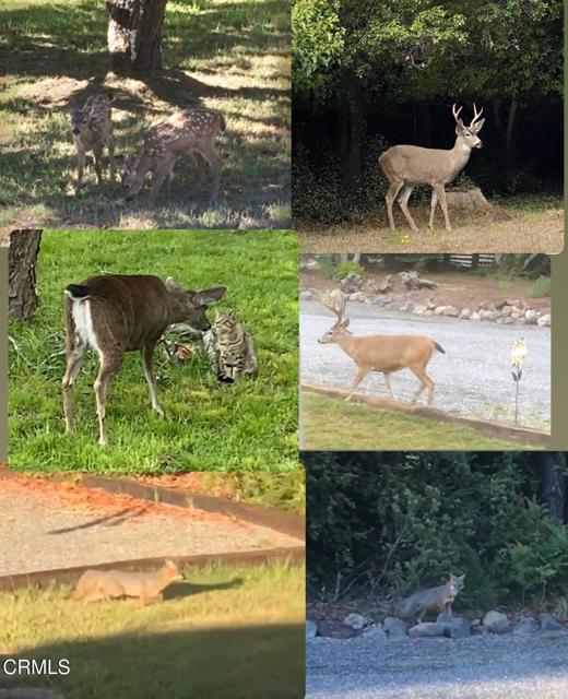 31400 Sherwood Road, Fort Bragg CA: https://media.crmls.org/mediaz/3bbe6a9e-de0b-4d22-be10-43d601bb4191.jpg