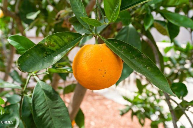 MLS #V1-35543 image #22