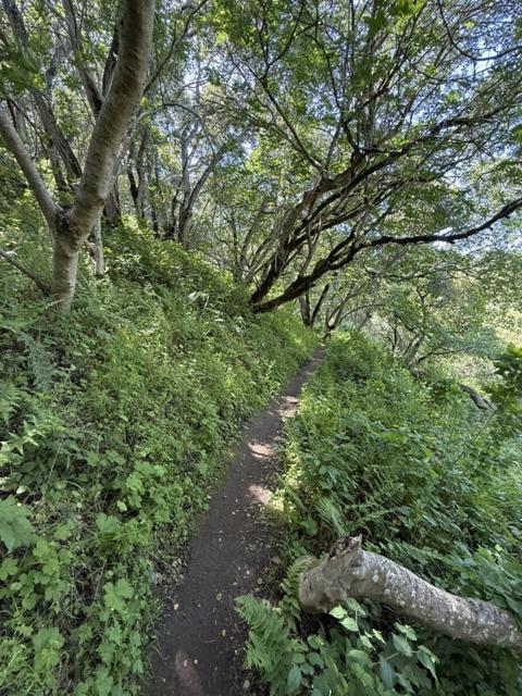 0 Bartlett Way, Belmont CA: https://media.crmls.org/mediaz/3c281ad1-5403-4a4e-8ed8-fe3f3774ccd8.jpg