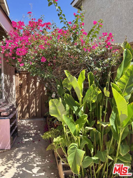 Bougainvillea side area