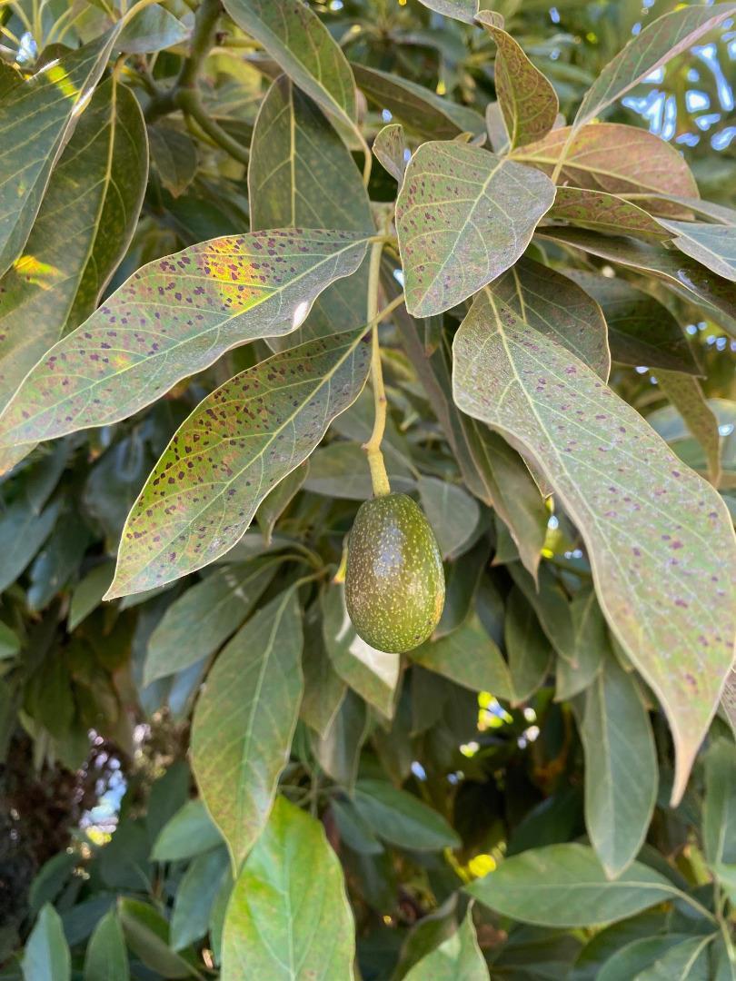 MLS #ML82027018 image #37