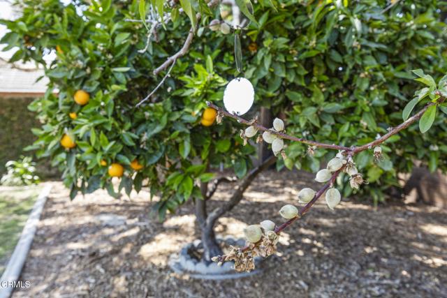 Detail Gallery Image 28 of 42 For 2667 Preble Ave, Ventura,  CA 93003 - 2 Beds | 1 Baths