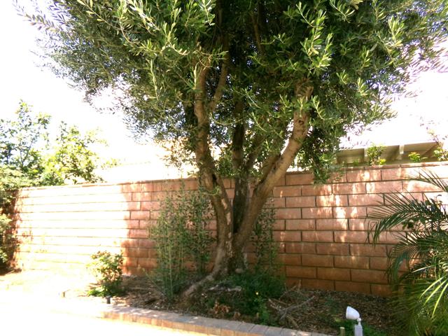 4829 W Forest Oaks Avenue, Banning CA: https://media.crmls.org/mediaz/3ea7cac7-2fe2-41f8-b419-151c85f17dbc.jpg