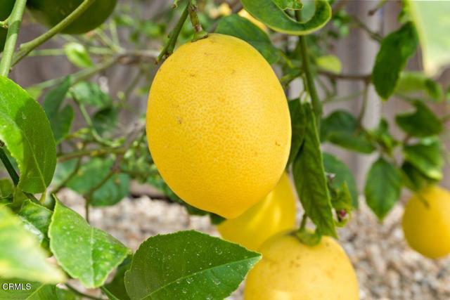 MLS #V1-35543 image #23