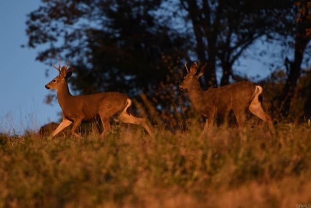 Detail Gallery Image 60 of 75 For 3413 Fern Meadow Rd, Palomar Mountain,  CA 92060 - 3 Beds | 3/1 Baths