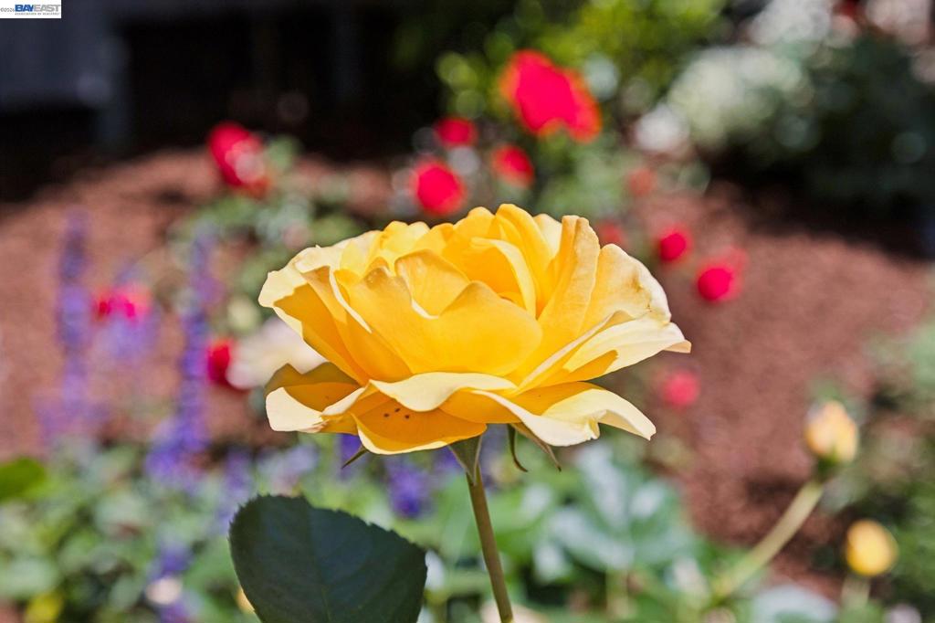 https://media.crmls.org/mediaz/3ecaa7ad-4d10-4061-b9cc-8b828e91a9c3.jpg?preset=X-Large