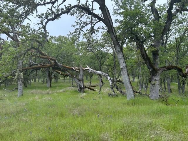 0 Lambert Flat Road, Carmel Valley CA: https://media.crmls.org/mediaz/3edaec70-a1a8-4e49-b2ba-04bd2546209d.jpg