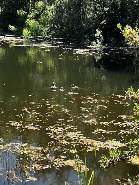21908 Japatul Ln, Alpine CA: https://media.crmls.org/mediaz/3eeac833-4dcf-4628-8ad6-dbd7d50d38ba.jpg