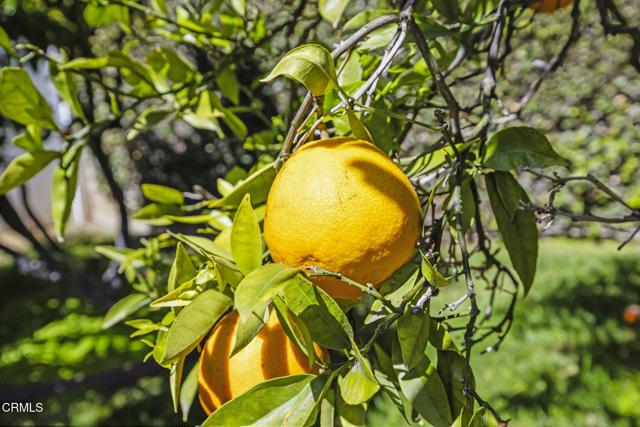 Detail Gallery Image 47 of 65 For 7835 Marin Ln, Ventura,  CA 93004 - 4 Beds | 2/1 Baths