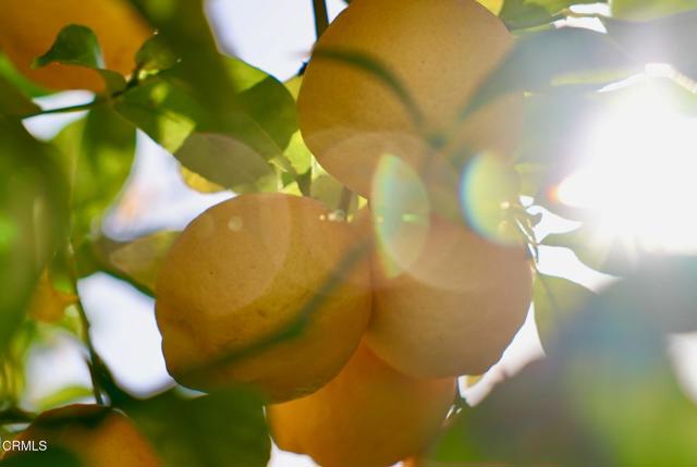 Detail Gallery Image 72 of 72 For 7405 Loma Vista Rd, Ventura,  CA 93003 - 4 Beds | 3 Baths