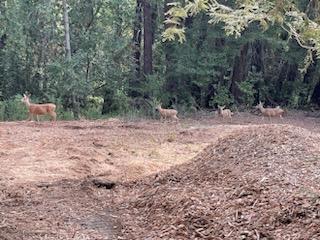 12 Montecito Road, Woodside CA: https://media.crmls.org/mediaz/3f8b9b08-32b2-414d-ab31-773c13ace693.jpg