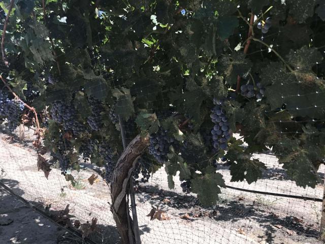 43023 Highway 79, Aguanga CA: https://media.crmls.org/mediaz/41414b45-20f0-4790-85ce-fcd9d4cc1812.jpg